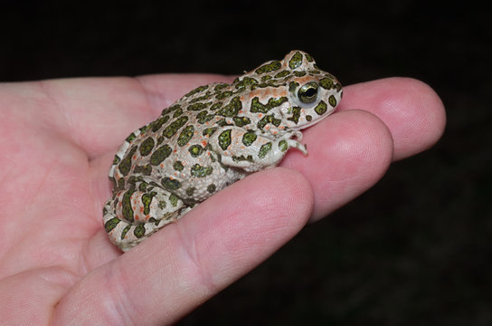 European green toad (Bufotes viridis) sitting on an human hand
