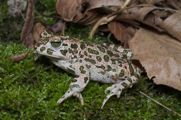 European green toad (Bufotes viridis) wandering on moss in an Italian forest
