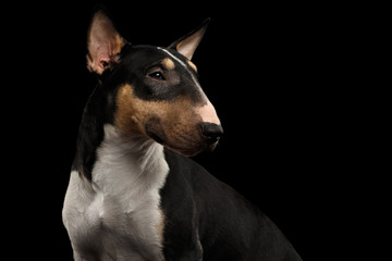 Portrait of Gorgeous Bull Terrier Dog Looking back on isolated Black background