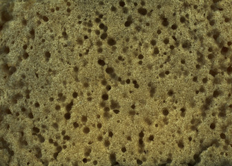 close up of Sponge background and texure