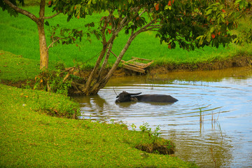 Asian water buffalo escaping the tropical heat in a natural pool