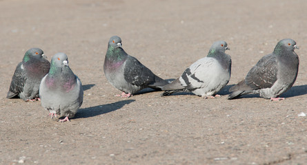 gray pigeons