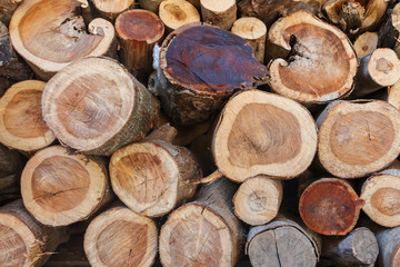 Wood logs background.