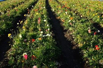 ポピー 花摘み　花畑　春