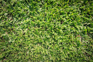 Green grass background.