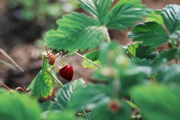 strawberries on the bush