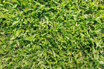 Green grass background.