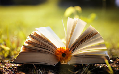 opened book in yellow autumn