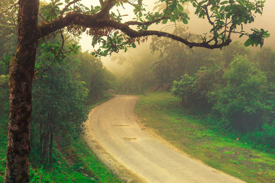 A road in countryside lay through the green trees and fog to somewhere.