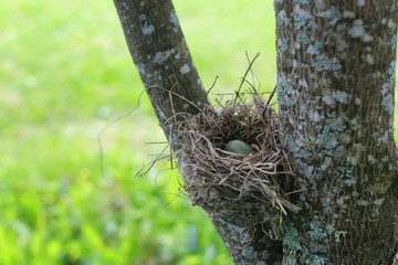 bird nest in nature