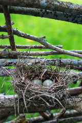 bird nest in nature