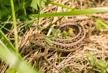 Pregnant lizard Lacerta agilis lies on the stone. A lizard basks in the sun. Selective focus.