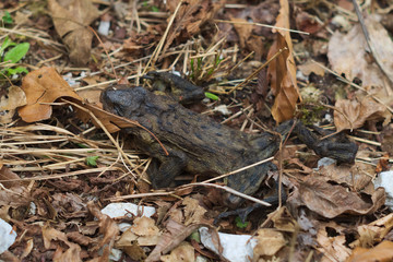 Dead toad (Bufo bufo) crushed along a mountain trail
