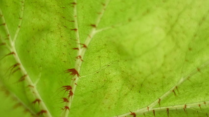 green houseplant leaves macro
