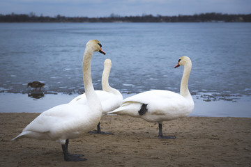 trzy łabędzie na plaży nad jeziorem © Przemysaw