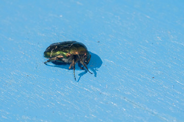 Green May Beetle