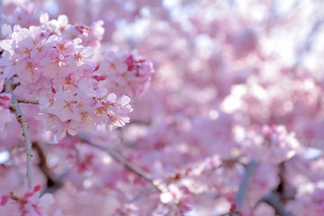 Fototapeta premium Red weeping cherry blossoms in japanese spring