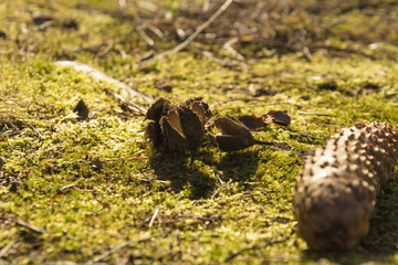 Beechnut and cone on the grass next to the forest. Sunny day. 