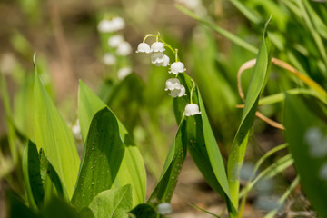 May Lily Blooming