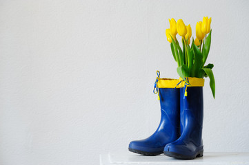 Yellow Tulips In Rubber Boots On the Wooden table.