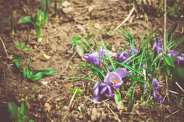 Purple Crocus Flowers Retro