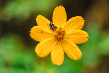 Yellow flower with a small grasshopper on petal.