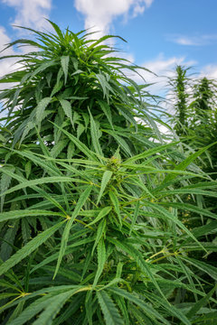 Lush marijuana plant