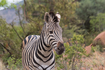 Wondering Zebra