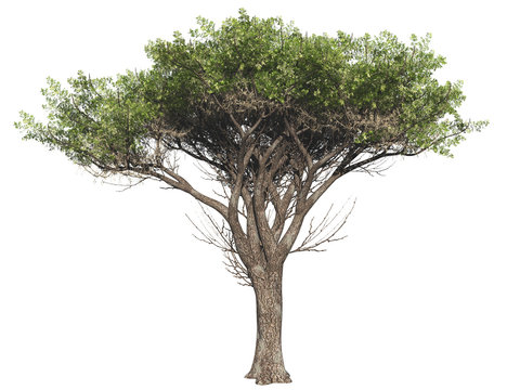 Acacia tree isolated on white background, 3 d render
