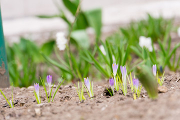 Spring White Flowers