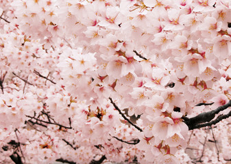 満開のと桜