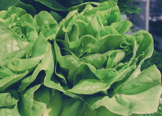Obraz premium Color filter/ Green lettuce at hydroponic farm. Selective focus and close up