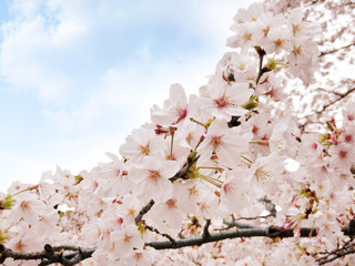 青空と桜と雲
