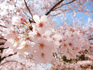 青空と桜