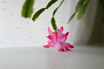 Single flower zygokaktus