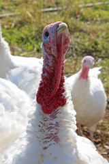 white turkey hen head in the yard