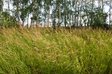 Prairie grass and birch grove