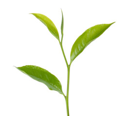 tea leaf on white background