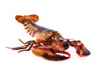 Raw canadian lobster on white background