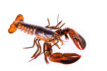 Raw canadian lobster on white background