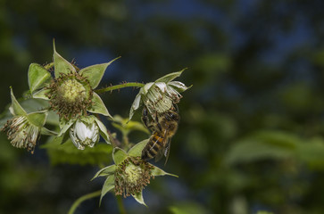 Bee collects pollen on flower