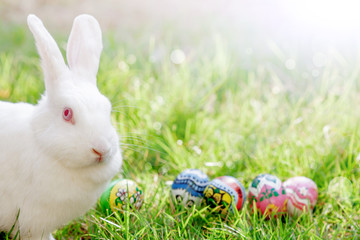 White  Rabbit and Colorful Egg on Green Grass bokeh For Easter Background
