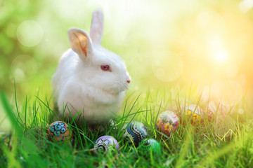 White  Rabbit and Colorful Egg on Green Grass bokeh For Easter Background