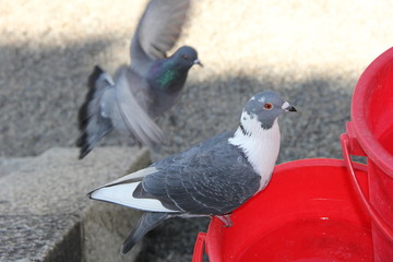 Obraz premium バケツのフチで休む鳩(京都府)