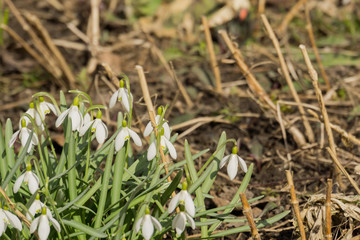 White Snowdrop Flowers
