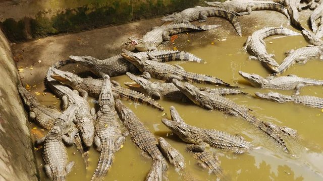 Feeding the crocodile by water. Vietnam.
