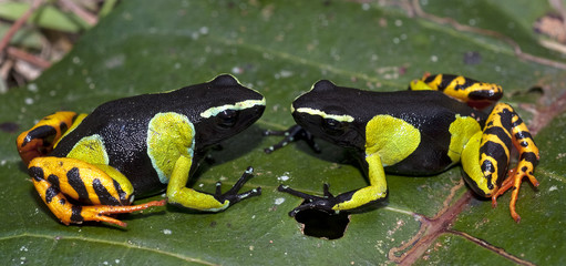 Obraz premium Mantella de Madagascar, Mantella madagascariensis, Painted mantella, Madagascar