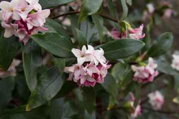 Obraz premium 沈丁花