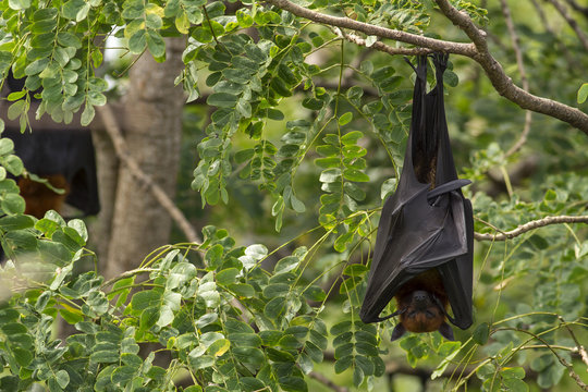 Bat,Lyle's flying fox (Pteropus lylei)