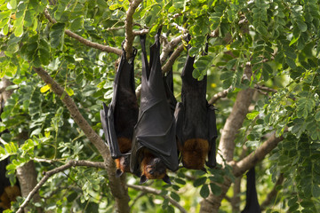 Bat,Lyle's flying fox (Pteropus lylei)